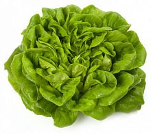 ������ ������������� ������ ������ �� Rijk Zwaan