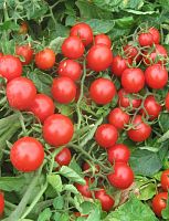 ������  Unigen Seeds ����� ����� ����������� F1