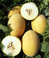 ������ NONGWOO BIO ���� ������� F1