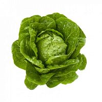 ������ ������ ����� ������� �� Rijk Zwaan