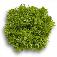 ������ ���������� ������ ������ �� Rijk Zwaan