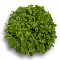 ������ ������ ����������� �������� �� Rijk Zwaan