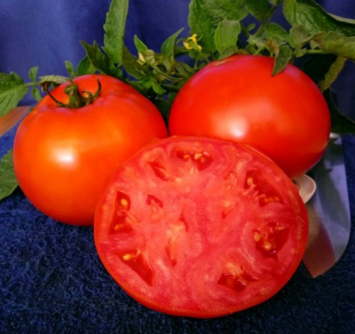 ������ ������ ������� F1 �� Nongwoo Bio