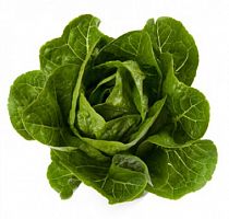 ������ ������ ���� ����� ������� �� Rijk Zwaan