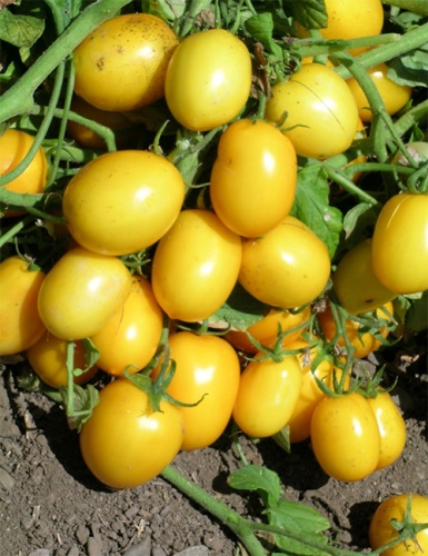 ������ ������� Nongwoo Bio ������ ����� ����� F1