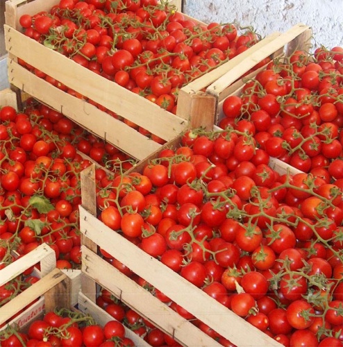 ������  Unigen Seeds ����� ����� ���������� F1