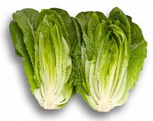 ������ ������ ����� ������ �� Rijk Zwaan