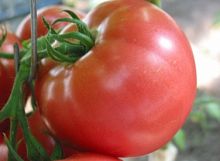 ������ ������ ���� ����� F1 �� Takii (������)