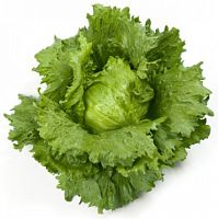 ������ ������ ������� ������ �� Rijk Zwaan