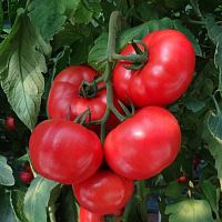 ������ Nongwoo Bio �������� ������ ���� ���� F1