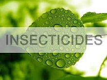 �������� �����